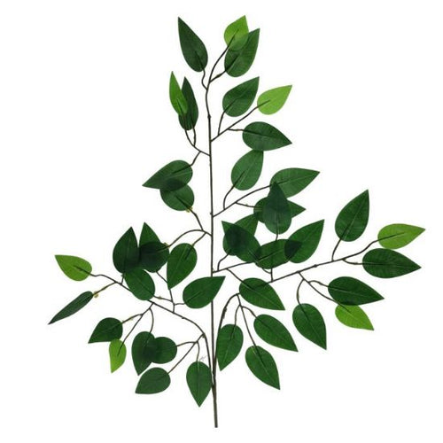 Bunch of 12 Stems - 60cm Green Ficus Branch