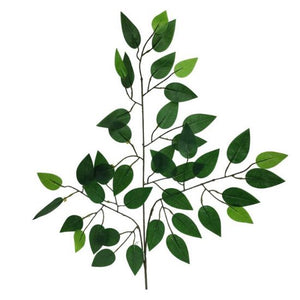 Bunch of 12 Stems - 60cm Green Ficus Branch