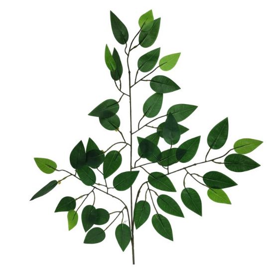 Bunch of 12 Stems - 60cm Green Ficus Branch
