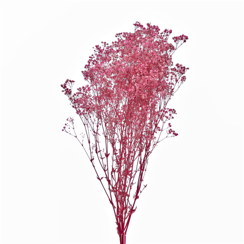 70cm Dried Vintage Pink Gyp Gypsophila Babies Breath - approx 120g - Dried Flowers