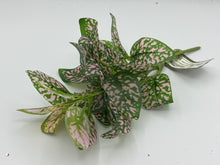 Load image into Gallery viewer, 48 X Blossom - Greenery Bunch -  Assorted Colours - Full Box