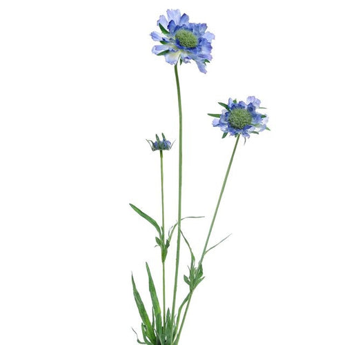 63cm Artificial Scabiosa Spray Blue - Single Stem