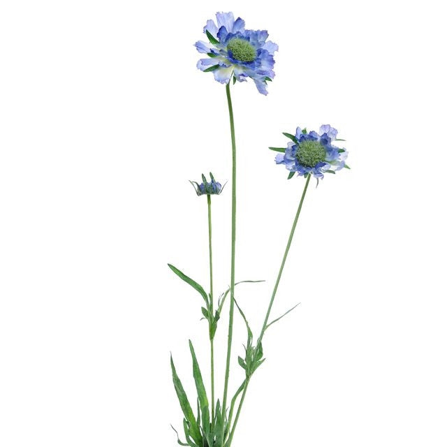 63cm Artificial Scabiosa Spray Blue - Single Stem