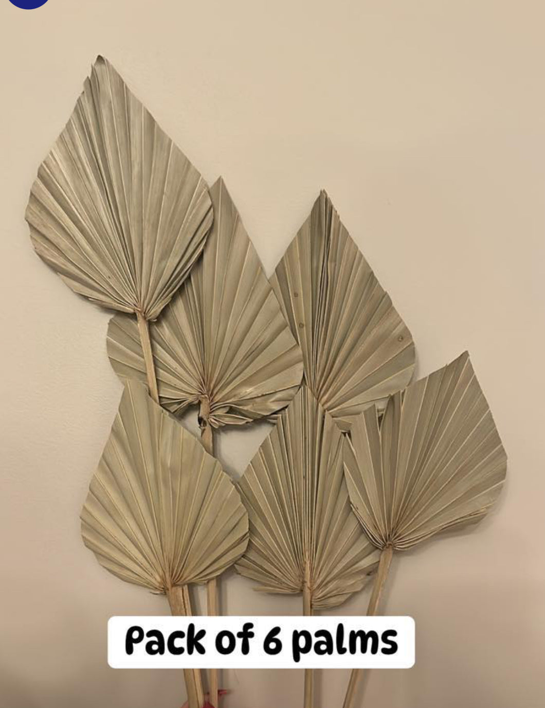 Pack of 6 - Dried Palm Spears