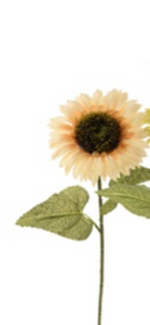 60cm Cream Sunflower Stem - Silk Artificial Single Stem