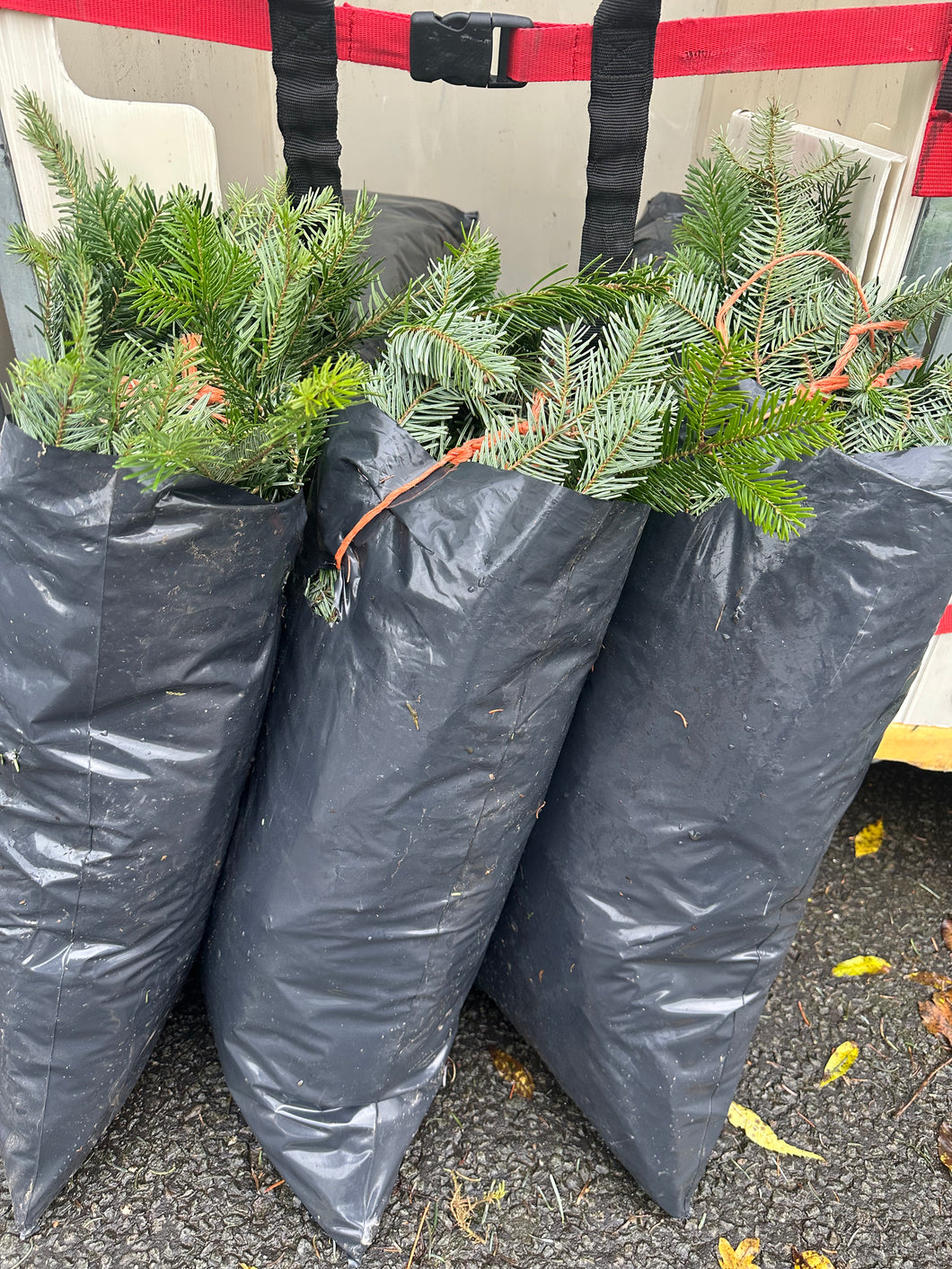 Bag of English Spruce Cuttings - Click and Collect Only