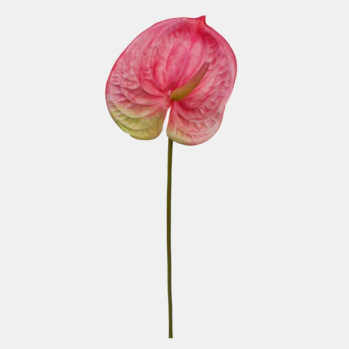 62cm Pink Anthurium Single Stem - Artificial Flower