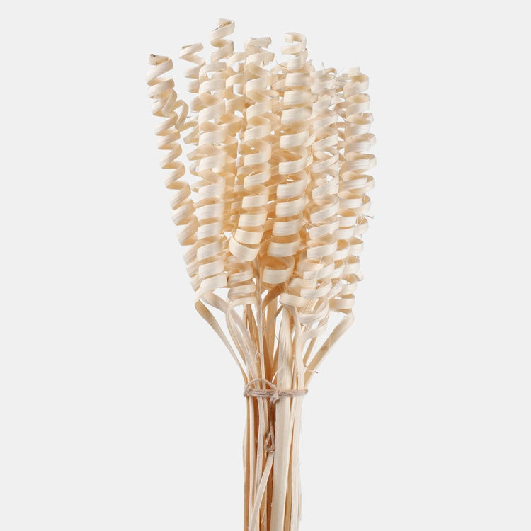 55cm Pack of 25 x Mini Cane Bleached Springs