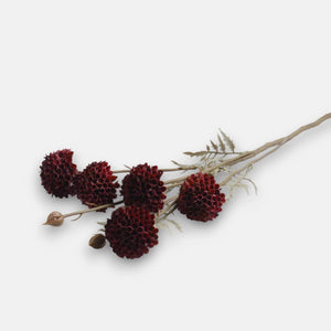 60cm Burgundy Blooming Garlic Single Stem - Autumnal