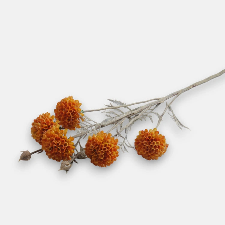 60cm Orange Blooming Garlic Single Stem - Autumnal