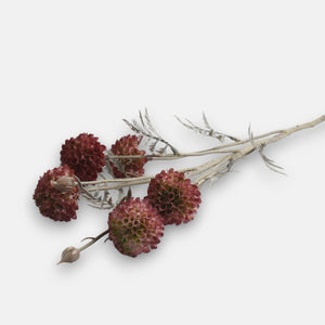 60cm Dark Pink Blooming Garlic Single Stem - Autumnal