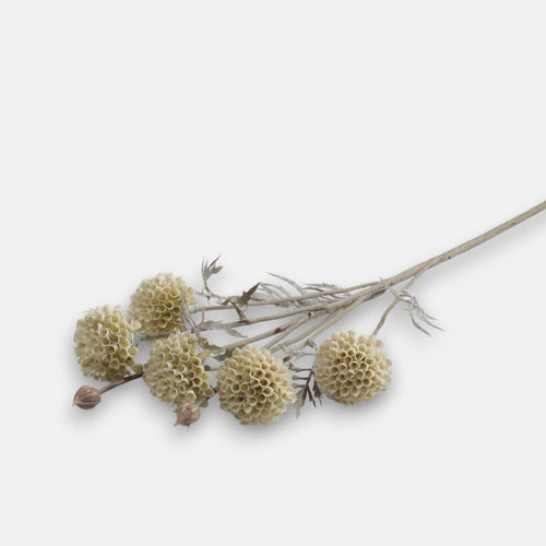 60cm Cream Blooming Garlic Single Stem - Autumnal