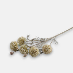 60cm Cream Blooming Garlic Single Stem - Autumnal