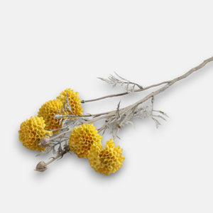 60cm Yellow Blooming Garlic Single Stem - Autumnal