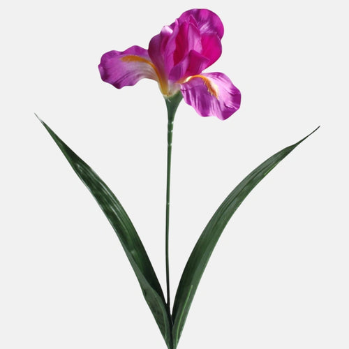 60cm Cerise Iris - Single Stem