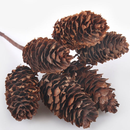 12cm Pine Cones on Pick - Autumn Christmas