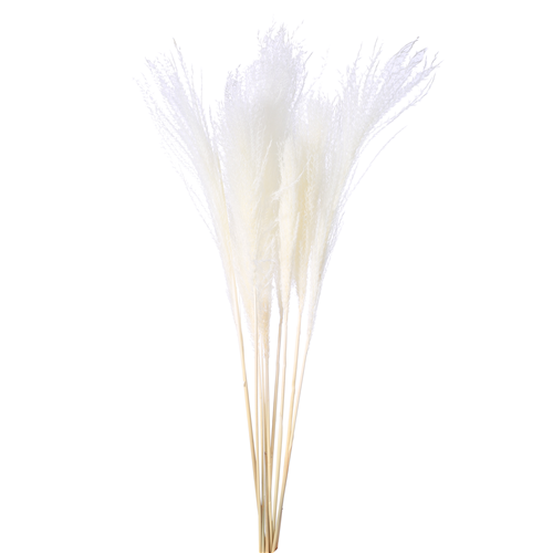 70cm Dried Miscanthus Ivory/White - 10 stems - Dried Flowers