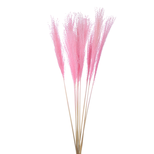70cm Dried Miscanthus Light Pink - 10 stems - Dried Flowers