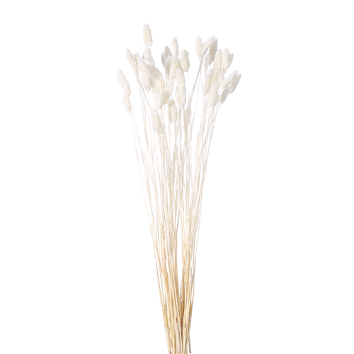 65cm Dried Phalaris Ivory/White - Approx 50 stems - Dried Flowers