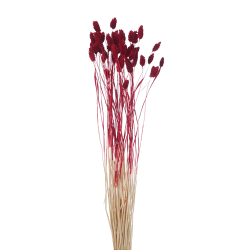 65cm Dried Phalaris Dark Red - Approx 50 stems - Dried Flowers