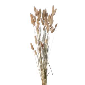 60cm Dried Lagurus Bunnys Tails Natural - Approx 50 stems - Dried Flowers