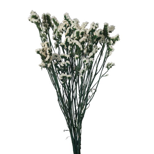 60cm Dried Statice White/Ivory - approx 150g - Dried Flowers
