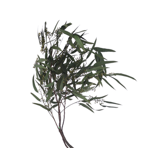 70cm Dried Eucalyptus Willow Leaf - approx 100g - Dried Flowers