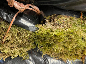 Bag of Fresh Moss - Click and Collect Only