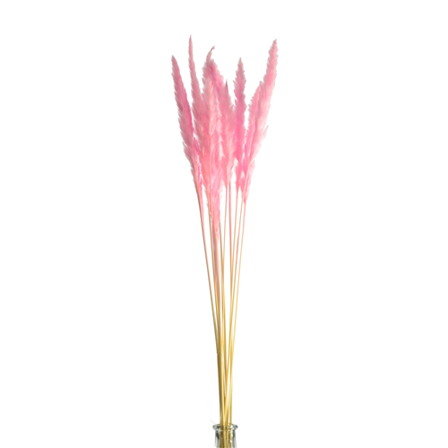 70cm Dried Pampas Grass Light Pink - 10 stems - Dried Flowers