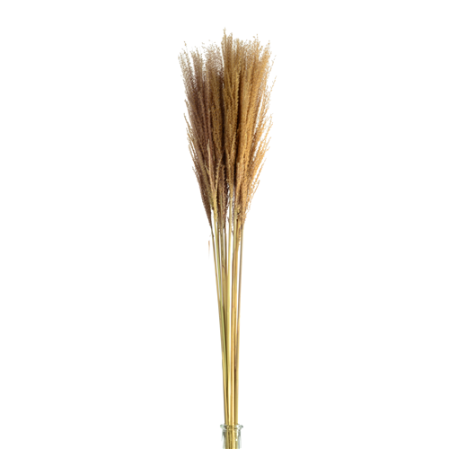 70cm Dried Miscanthus Natural - 10 stems - Dried Flowers