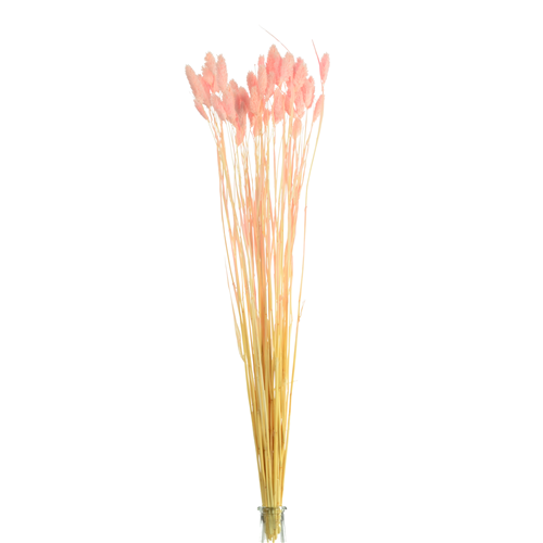 Dried Pampas grass light pink 