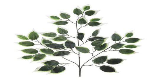 60cm Variegated Green Ficus Branch W/42 Lvs (48/240)