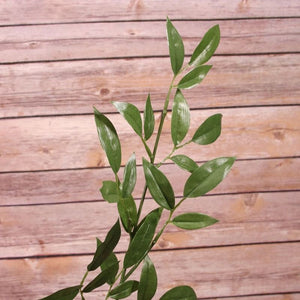 74cm Realistic Single Stem Ruscus Spray - Artificial Greenery