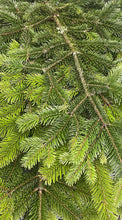 Load image into Gallery viewer, Bundle of English Green Spruce - Click and Collect Only