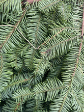 Load image into Gallery viewer, Bundle of English Green Spruce - Click and Collect Only